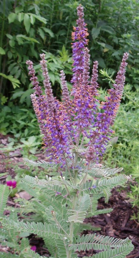 lead plant - McGaw Park