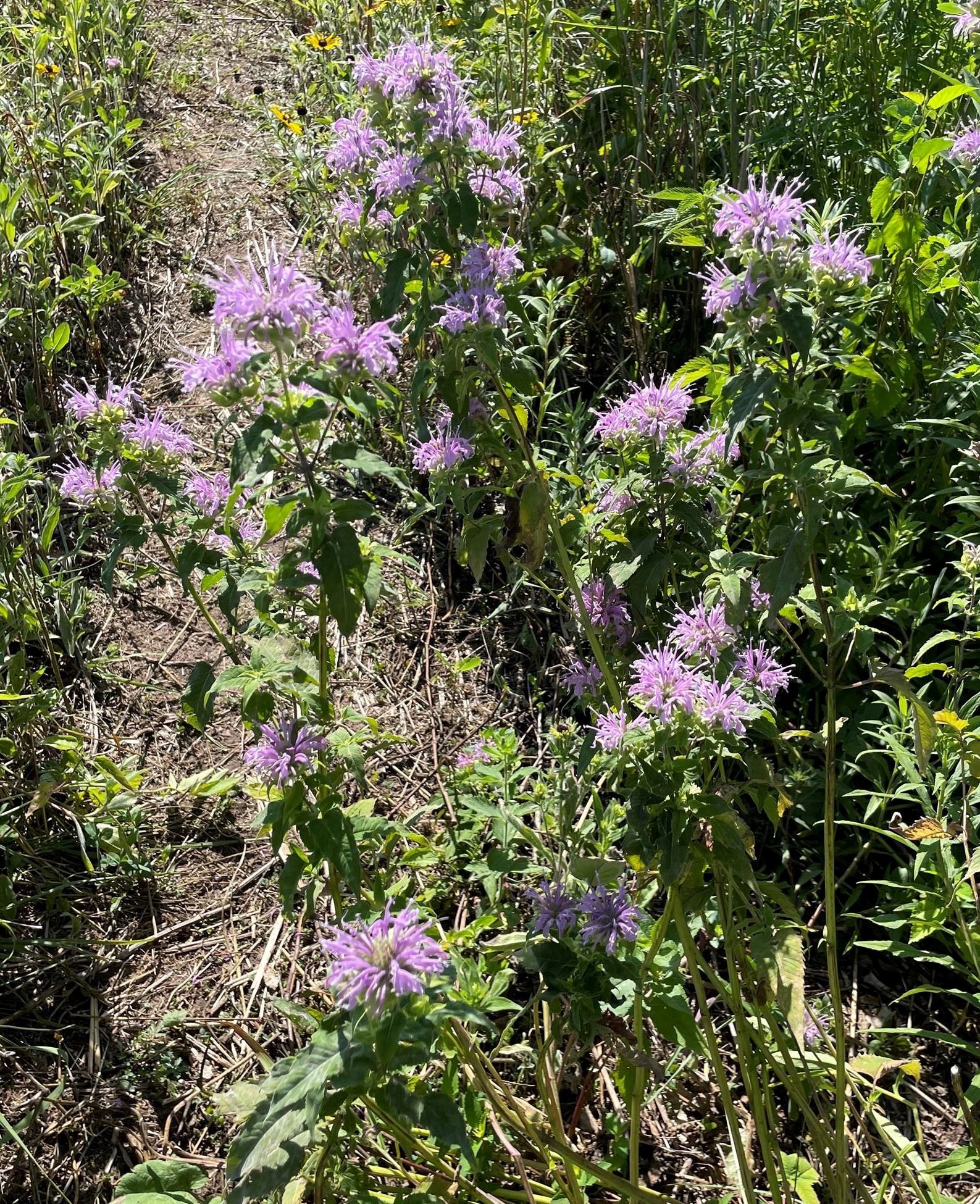 Oak Meadow bergamont