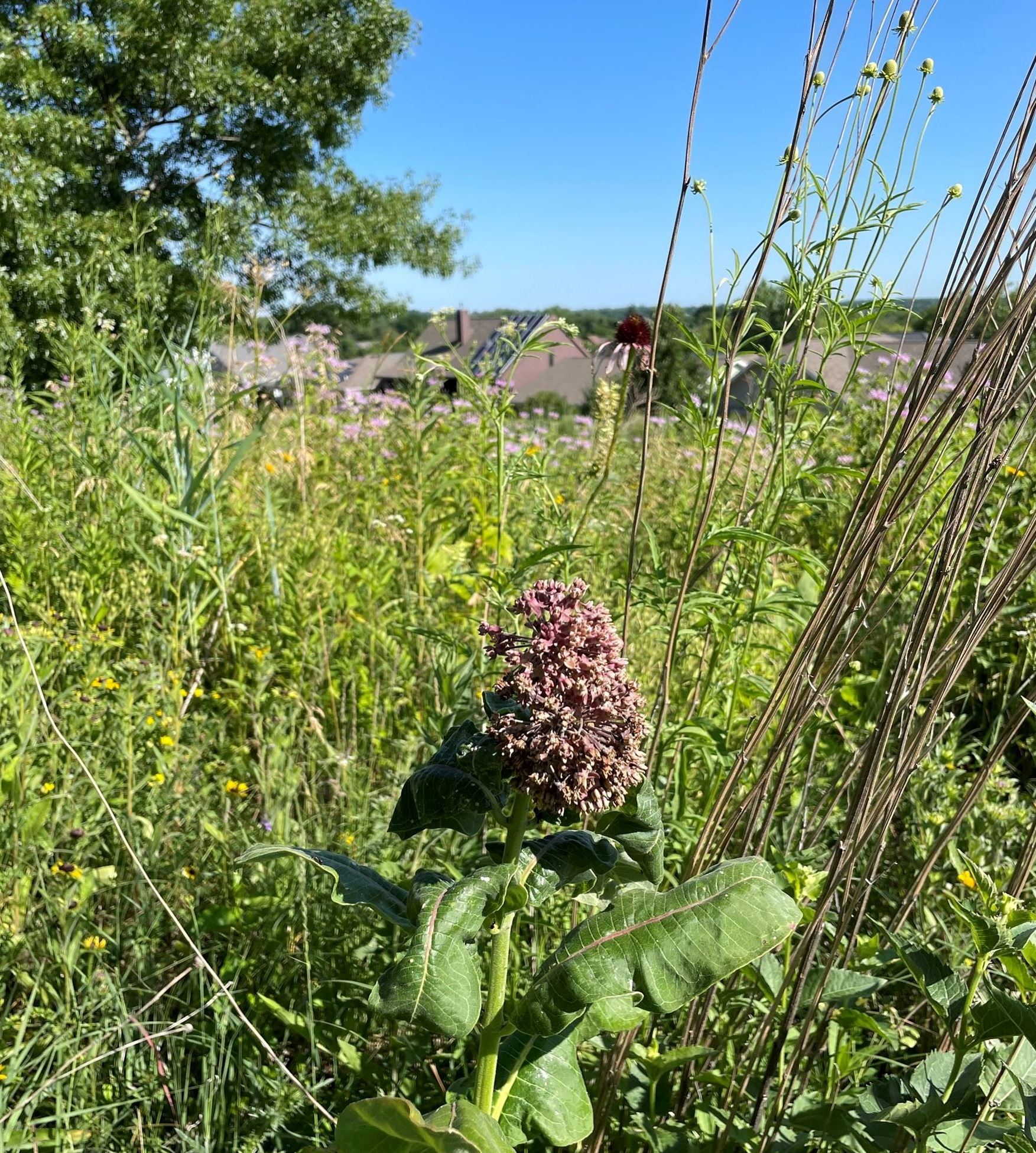 Oak Meadow common milkweed